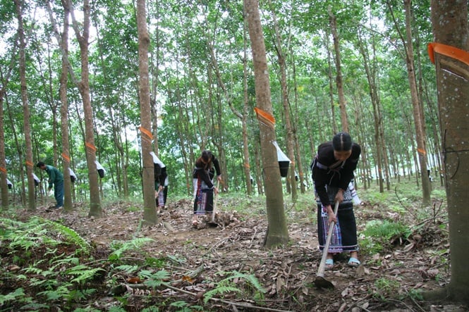 Thị trường Cao su nửa đầu năm 2024: Triển vọng và Những Thách Thức