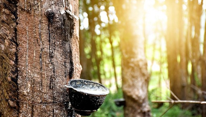 VIỆT NAM LÀ THỊ TRƯỜNG CUNG CẤP CAO SU TỰ NHIÊN LỚN THỨ 4 CHO ĐỨC