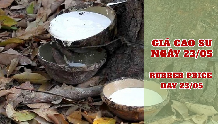 GIÁ CAO SU HÔM NAY 23/5: SÀN NHẬT BẢN QUAY ĐẦU GIẢM NHẸ