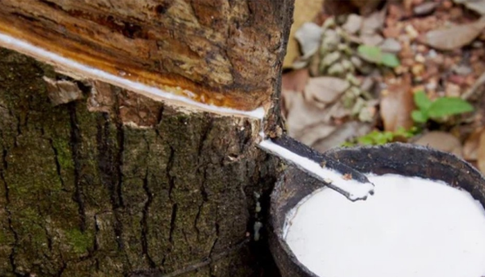 GIÁ CAO SU KỲ HẠN 04/05: TIẾP ĐÀ TĂNG GIÁ