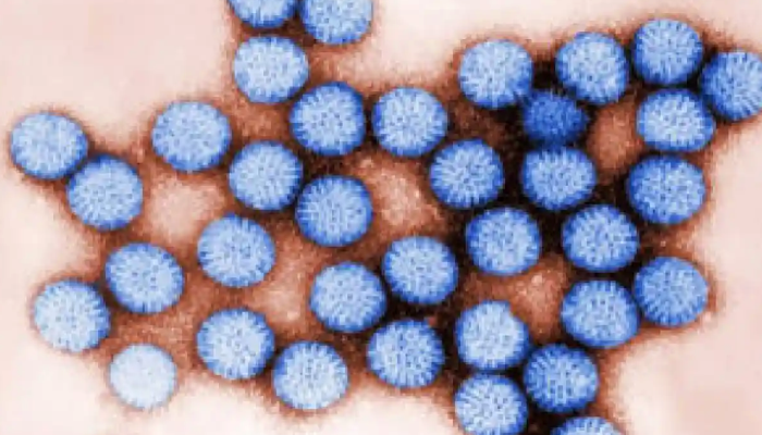 VIRUSES SURVIVE IN FRESHWATER BY ‘HITCHHIKING’ ON PLASTIC